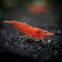 Krewetka Red Cherry - Neocaridina davidi