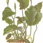 Anubias barteri var. barteri