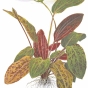 Echinodorus Ozelot