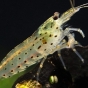 Krewetka Amano - Caridina multidentata