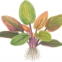 Lagenandra meeboldii Red
