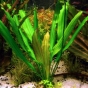 Echinodorus Witin