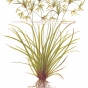 Cyperus helferi