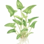 Anubias gracilis