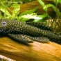Ancistrus multispinis (Zbrojnik niebieski - Glonojad)