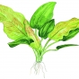 Echinodorus cordifolius Fluitans