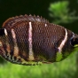 Gurami czekoladowe - Sphaerichthys osphromenoides