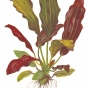 Echinodorus Barthii