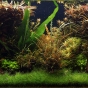250l - George Farmer i Jurijs Jutjajevs (Tropica)