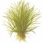 Lilaeopsis mauritiana