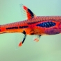 Razbora borneańska - Rasbora brigithae (boraras)