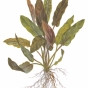 Cryptocoryne undulatus Red
