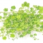 Hydrocotyle tripartita