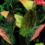 Echinodorus green flame