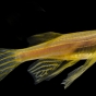 Danio pręgowane złote - Brachydanio rerio GOLD