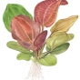 Echinodorus Reni