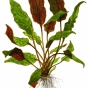 Cryptocoryne wendtii Mi Oya