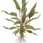 Cryptocoryne beckettii Petchii