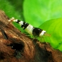 Krewetka Crystal Black - Caridina cantonensis sp. Black
