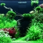 300l - Adrie Baumann (Tropica)