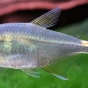 Hemigrammus ocellifer (Zwinnik latarnik)