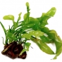 Aponogeton ulvaceus