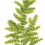 Ceratopteris thalictroides