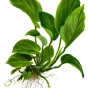 Anubias barteri var. caladiifolia