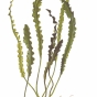 Aponogeton longiplumulosus