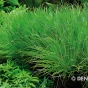 Blyxa japonica - Blyksa japońska