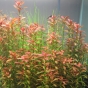 Rotala Sp. Ramosior `Florida`