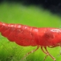 Krewetka Sakura Red - Neocaridina davidi var. Red Sakura