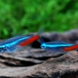 Paracheirodon innesi (Neon Innesa)