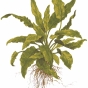 Cryptocoryne wendtii