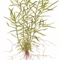 Heteranthera zosterifolia