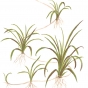 Echinodorus tenellus green
