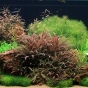 360l - Oliver Knott (Tropica)