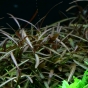 Hygrophila Araguaia
