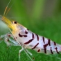 Caridina cf. cantonensis (Tiger Shrimp)