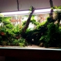 360l - Inside the roots -  pawel81