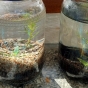 Test: ziemia, Tropica substrate, Platinum Soil, Controsoil