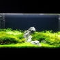 112l - Green Dream Tank - Dominik Piechaczyk