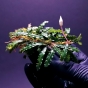 Bucephalandra biblis
