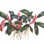 Bucephalandra Kedagang