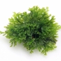 Crepidomanes malabaricum