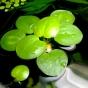 Limnobium laevigatum