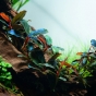 Bucephalandra sordidula blue