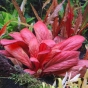 Samolus parviflorus red (Lysimachia parvifolia)