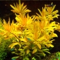 Nesea gold (Nesea złota)