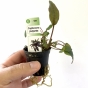 Cryptocoryne purpurea (Kryptokoryna marmurkowa)